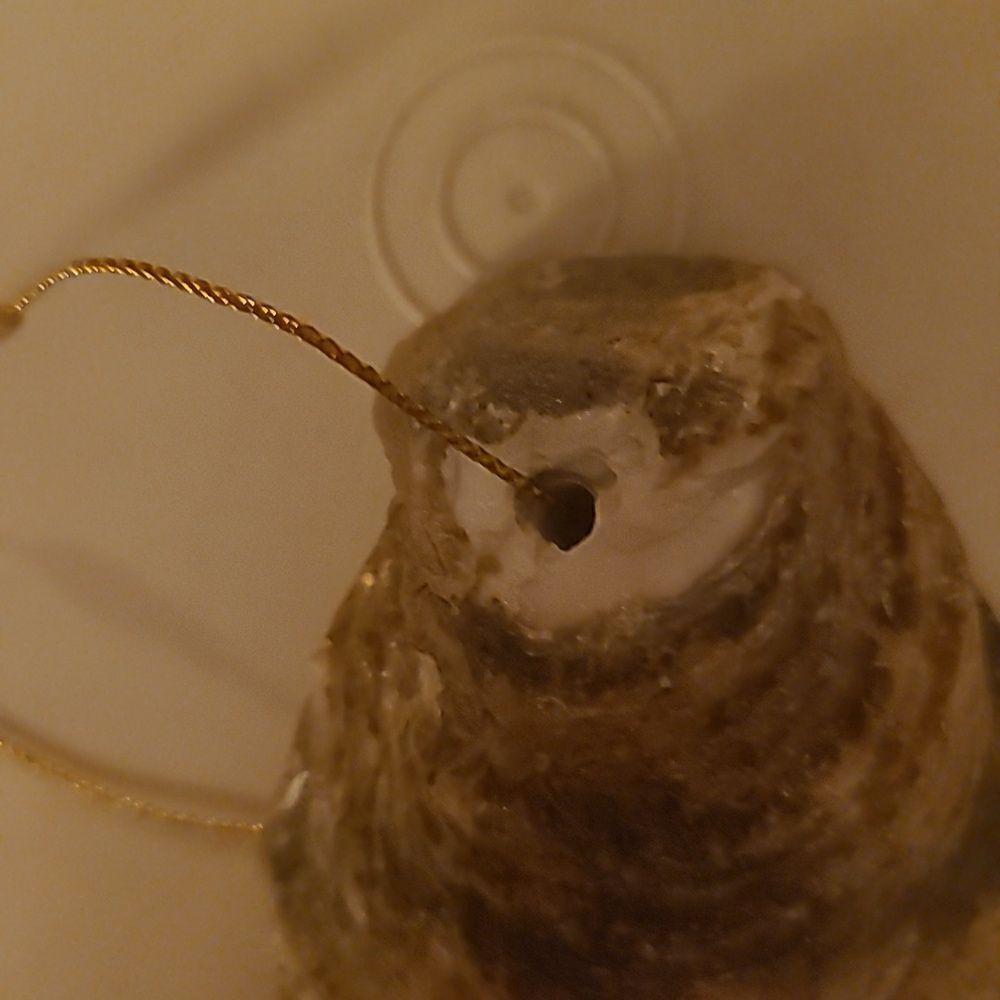 Three Wiseman Shell Ornament - Picture 3 of 5